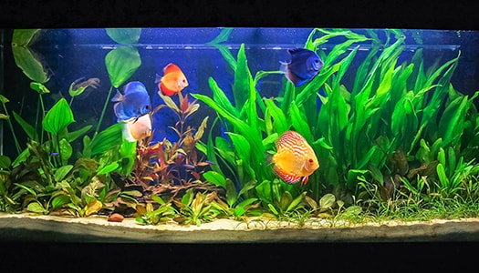 Ein weitläufiges Süßwasseraquarium mit üppig grünen Pflanzen im Vorder- und Hintergrund sowie mehreren bunten Diskusfischen.